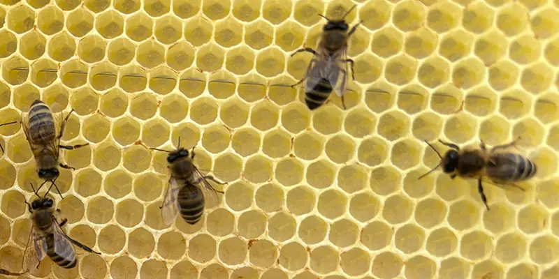 Detailaufnahme Bienenableger zeigt Brutwaben mit jungen Bienen