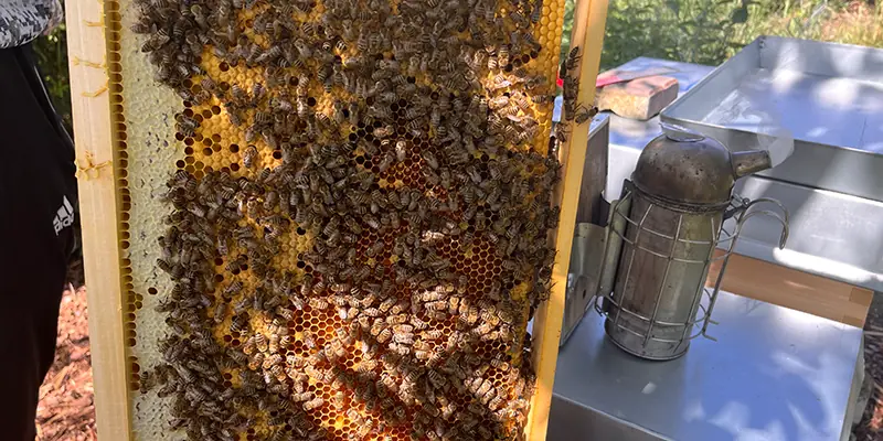 Gesunder Bienenableger mit jungen Bienen auf Brutwaben für Anfänger