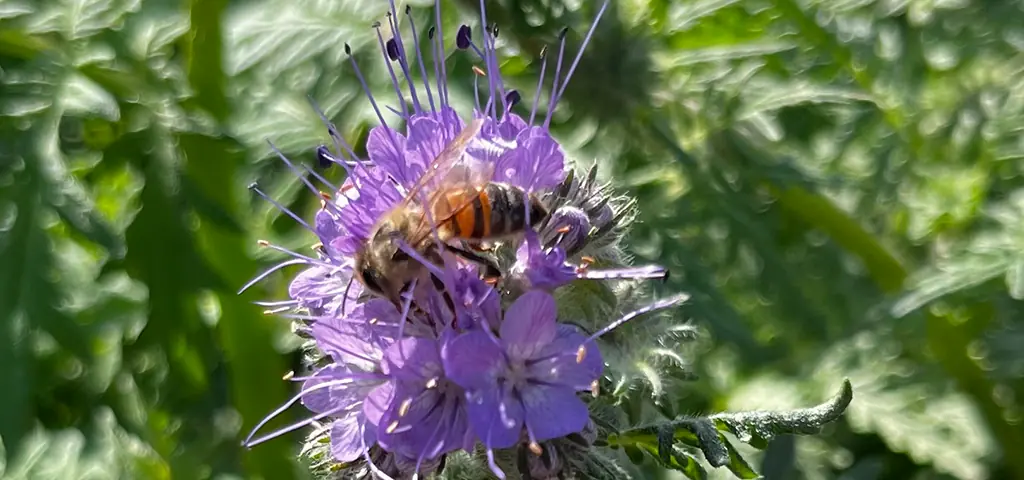 Honigbiene sammelt Nektar von Blüte für regionalen Qualitätshonig
