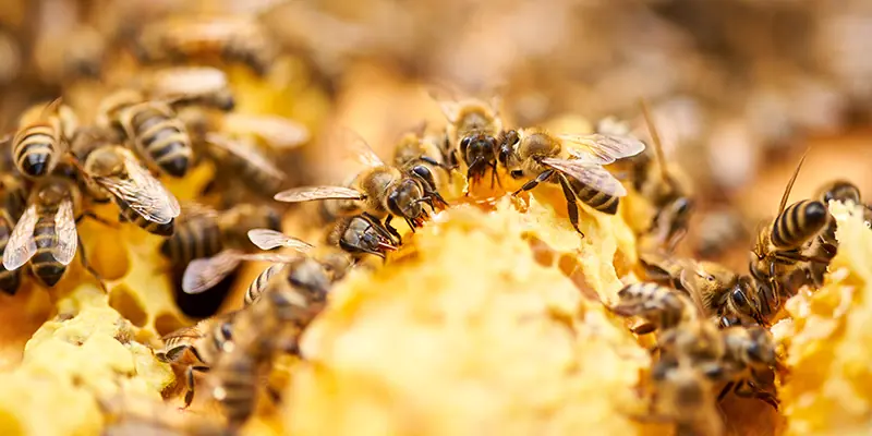 Bienen auf Honigwabe bei der Honigproduktion in der Imkerei