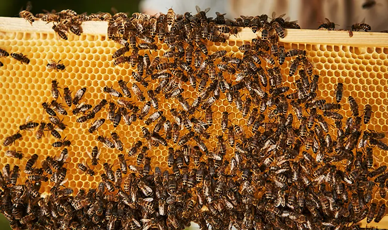 Verschiedene Arbeiterbienen bei unterschiedlichen Aufgaben im Bienenstock