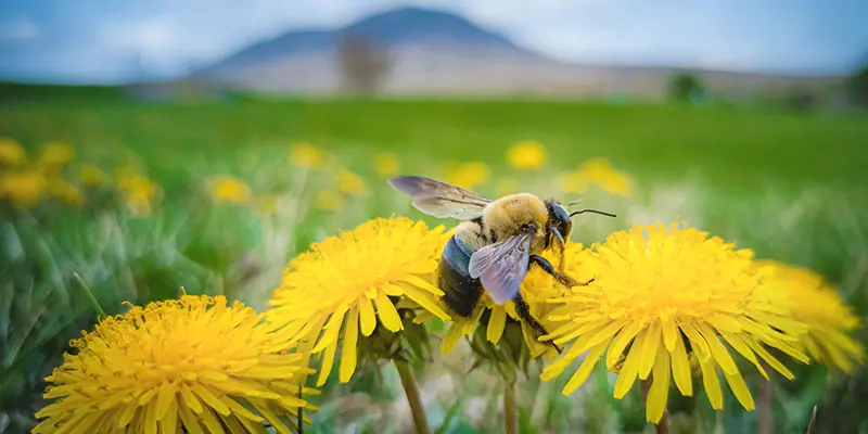 Prächtig blühende Bienenweide im Hochsommer mit zahlreichen Bienen