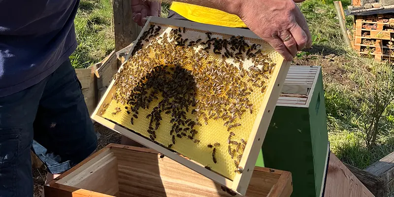 Ruhige Carnica-Bienen sitzen dicht auf Wabe bei Durchsicht