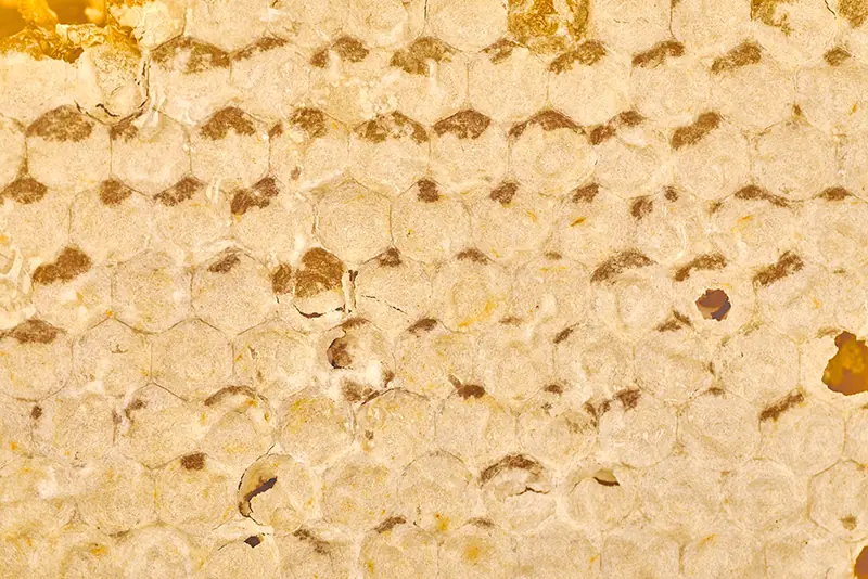 Vollständig verdeckelte Honigwabe zeigt reifen erntefertigen Honig