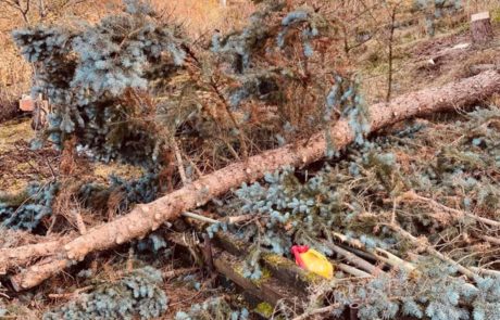 Im Bienengarten wird gerodet und aufgeräumt