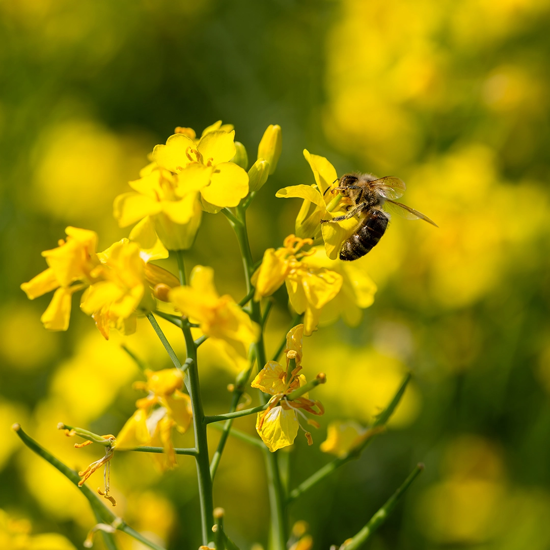 Rapsfeld in Thüringen mit Honigbienen beim Nektarsammeln