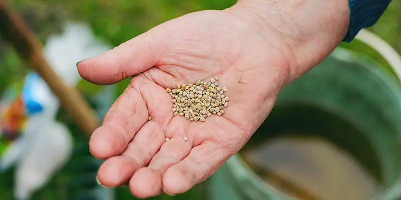 Hand hält Samenmischung für regionale Bienenweide mit verschiedenen Samen