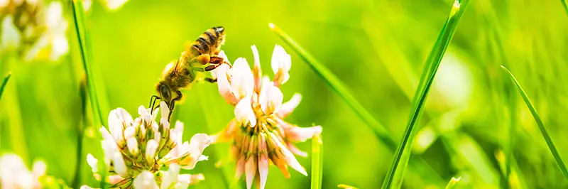 Honigbiene fliegt über bunte Blumenwiese auf Nektarsuche für Honigproduktion